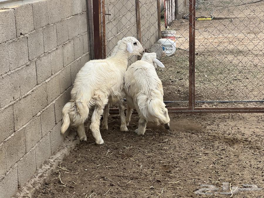 خرفان للبيع64483729672193110