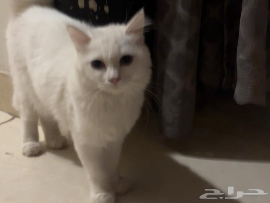 قطط للبيع Persian cat64482606820739113
