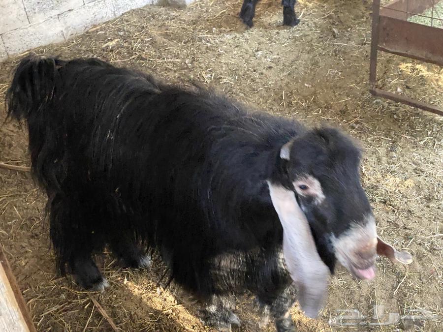 للبيع تيس عارضي64483191467137112