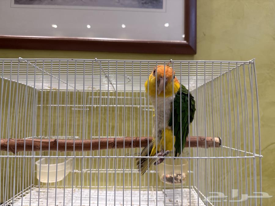 ذكر كايك ويت بيلي للإنتاج64483798795779112