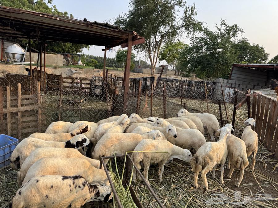 فران للبيع64483535895937111