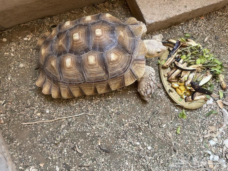 Sulcata Tortoise64480675277954110