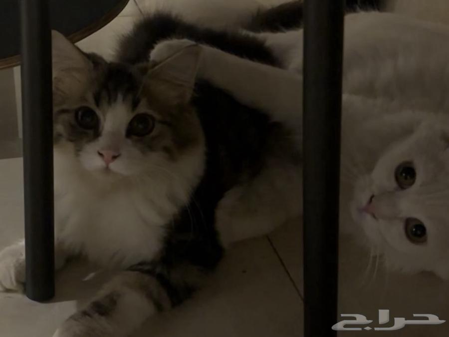 قطط للبيع Persian cat64482606820739112