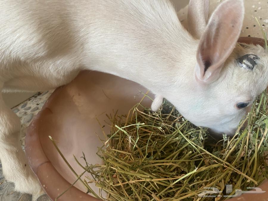 Dwarf Goat64482741670401111