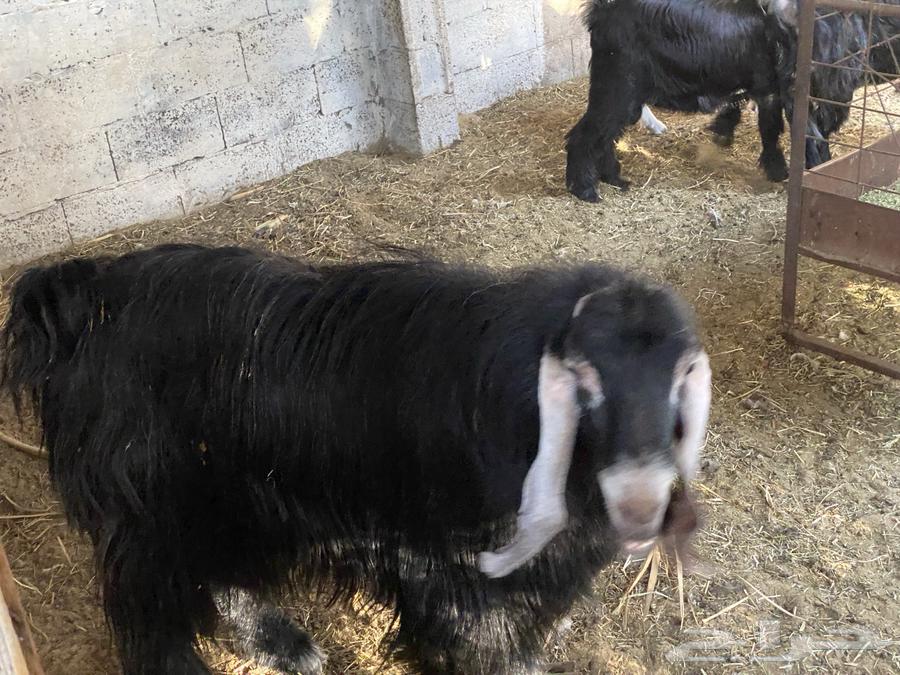 للبيع تيس عارضي64483191467137110