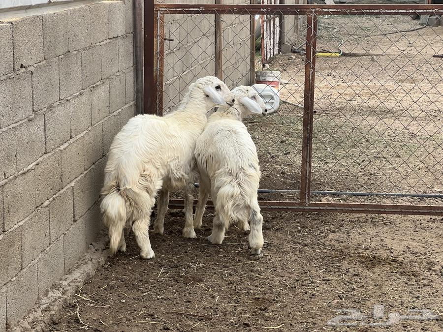 خرفان للبيع64483729672193111