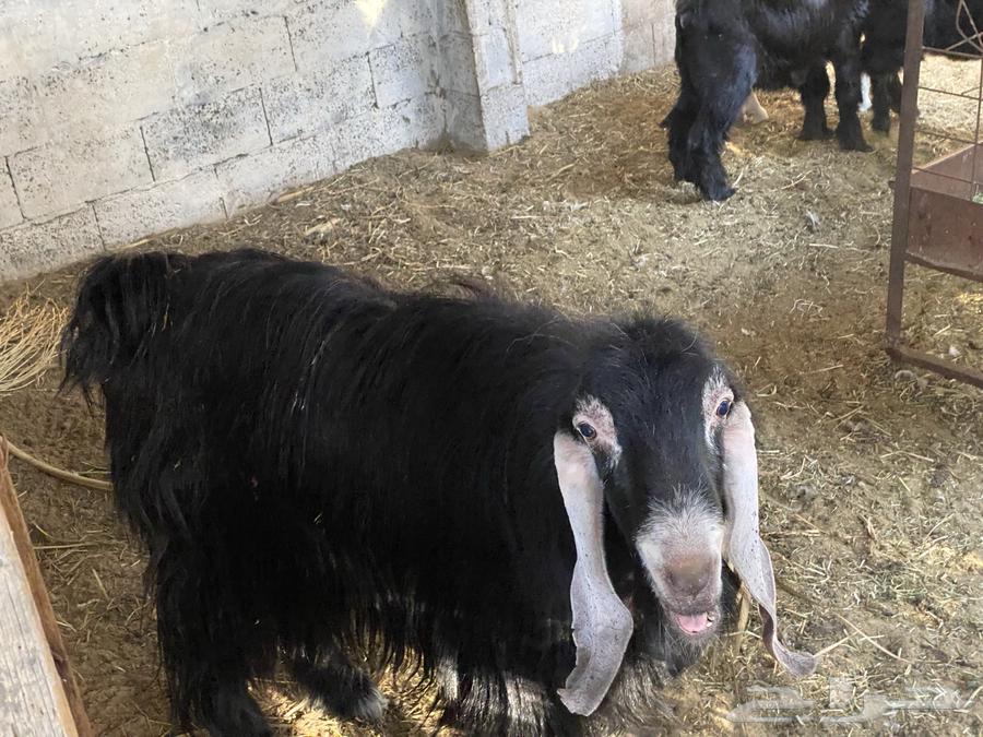 للبيع تيس عارضي64483191467137111