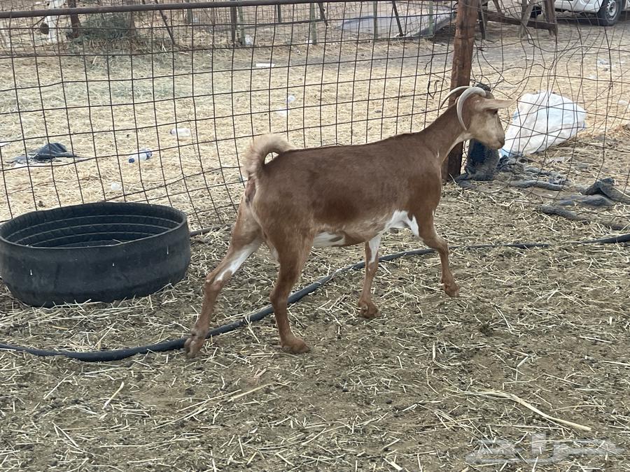 معزا محايليات دفيع منوة القاني تبارك الرحمن.. تم البيع64484772907010112