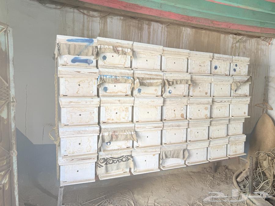 خلاياء فرنجي للبيع64481558401411112