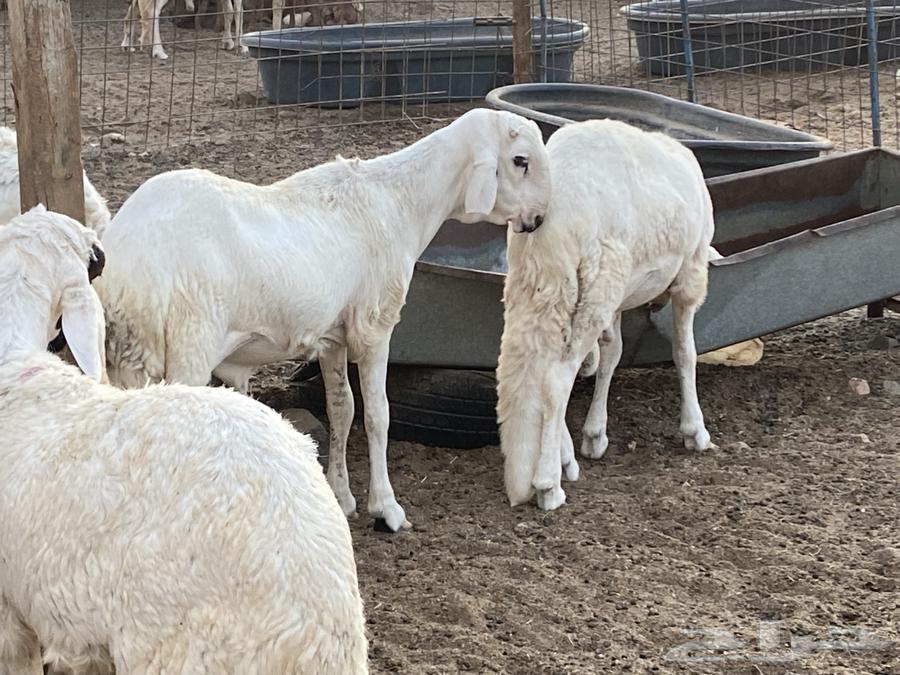 طليان دمازين مرابي64482200290689112