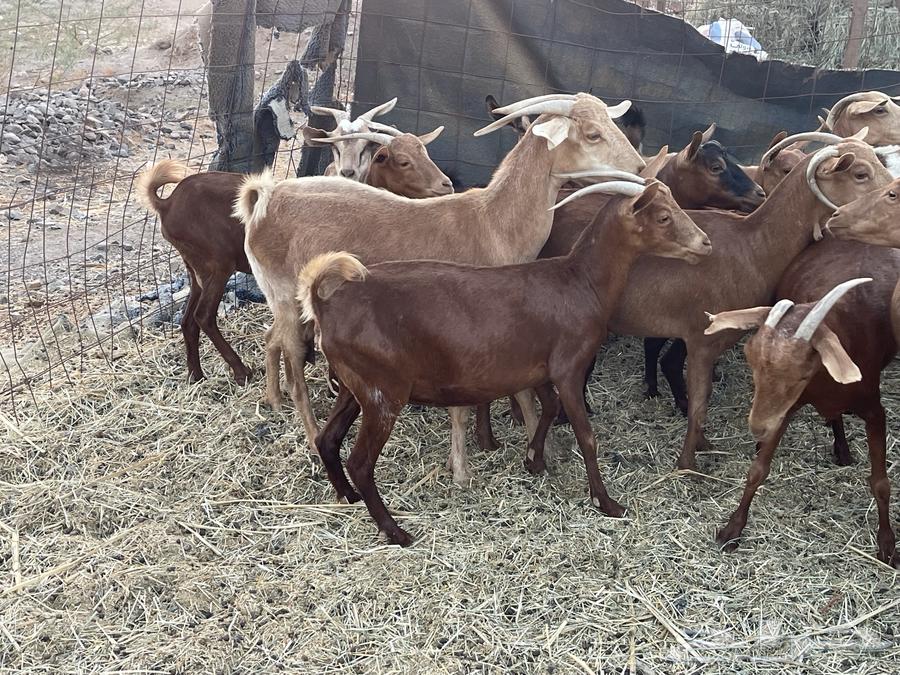 معزا محايليات دفيع منوة القاني تبارك الرحمن.. تم البيع64484772907010113