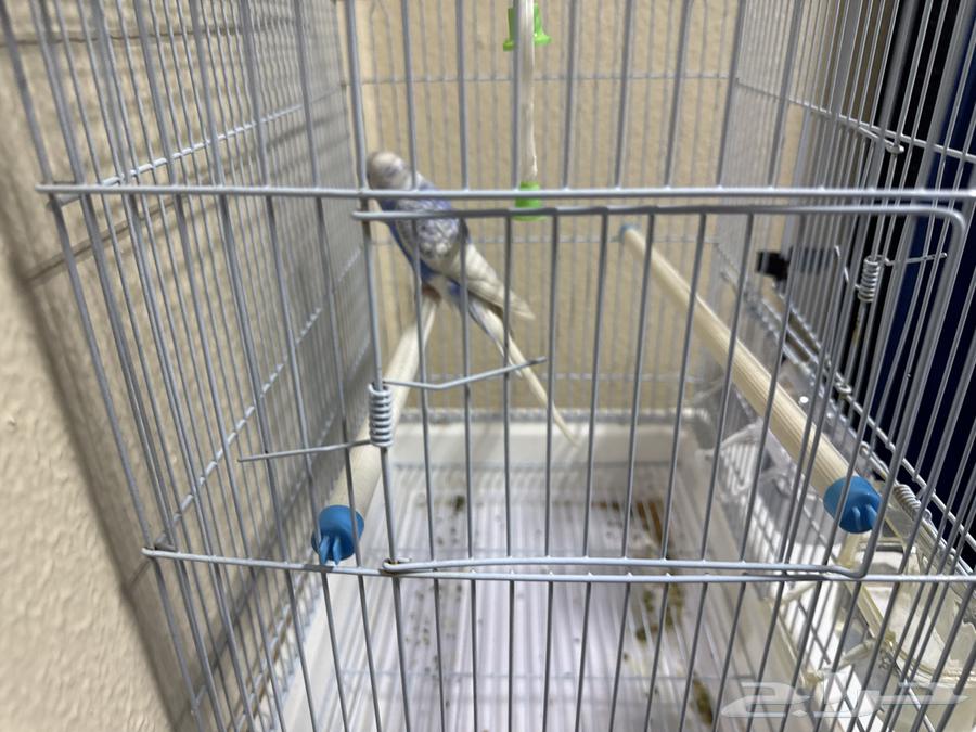 عصفور الحب64486150452611111