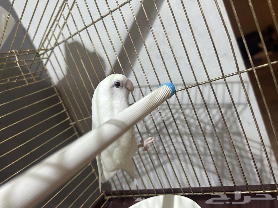 ببغاء روز البينو عيون حمره64483424443651111