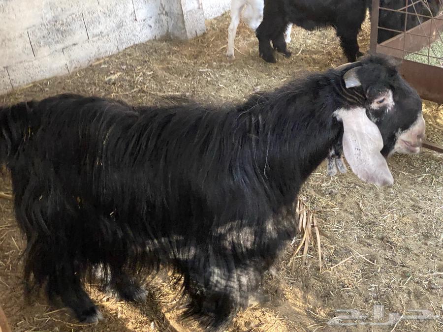 للبيع تيس عارضي64483191467137113