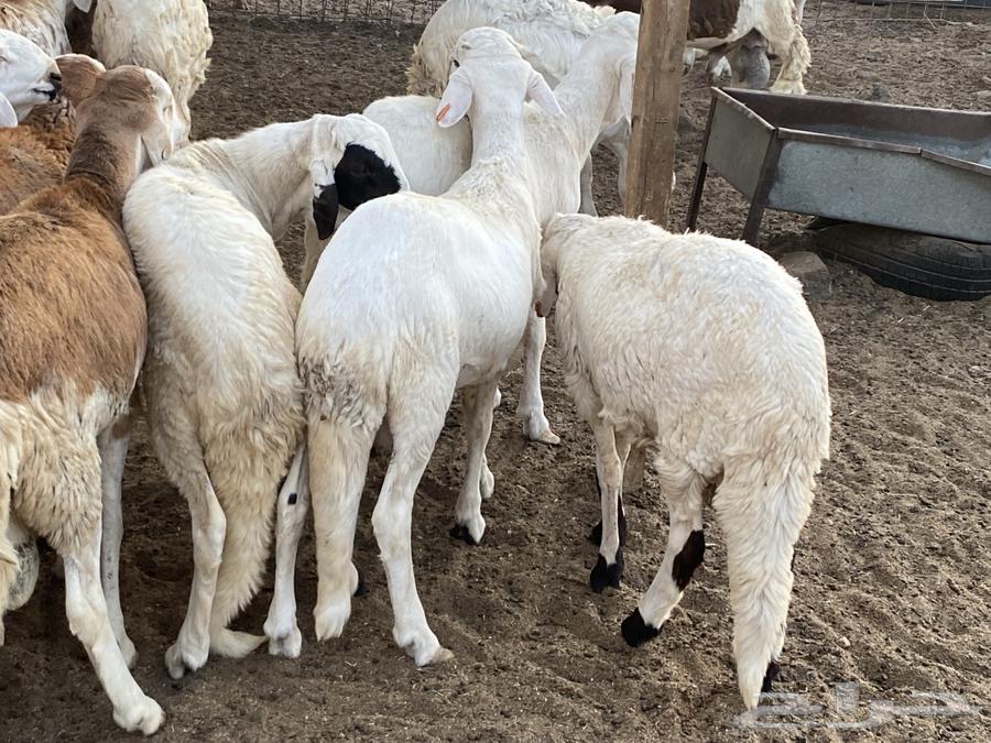 طليان دمازين مرابي64482200290689113