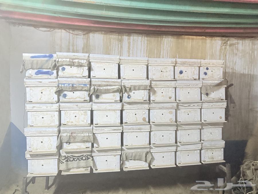 خلاياء فرنجي للبيع64481558401411110