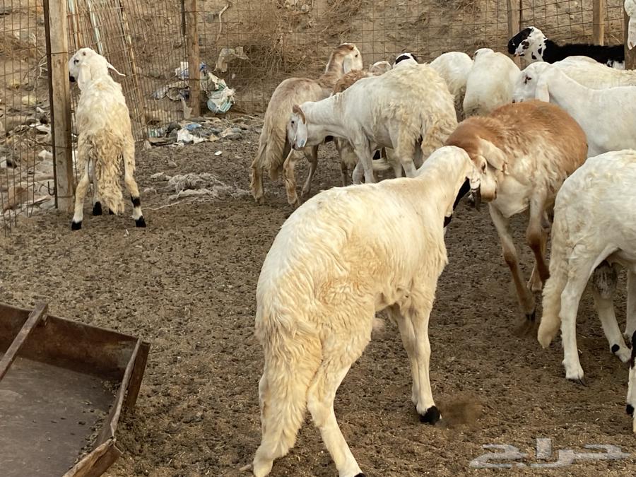 طليان دمازين مرابي64482200290689110