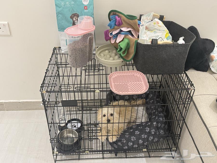 كلب مالتيبو64482823072899112