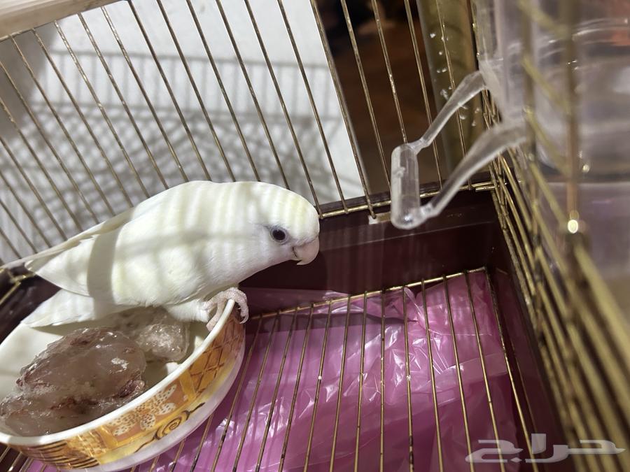 ببغاء روز البينو عيون حمره64483424443651110