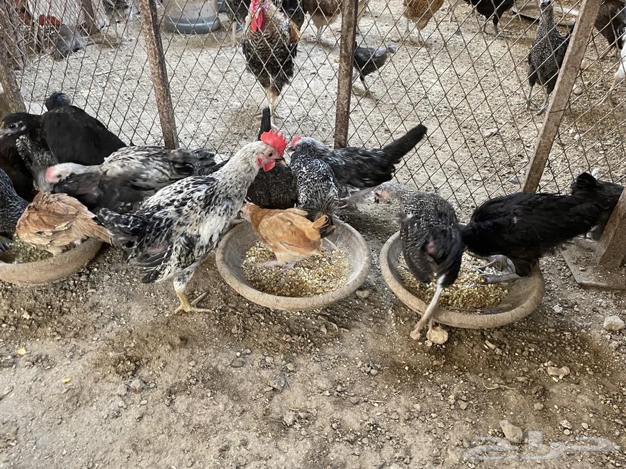 Local chicken, two months old.64481100794113110