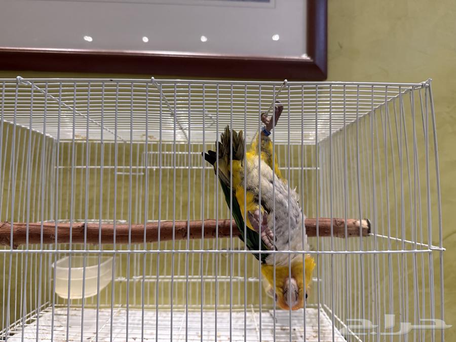 ذكر كايك ويت بيلي للإنتاج64483798795779113