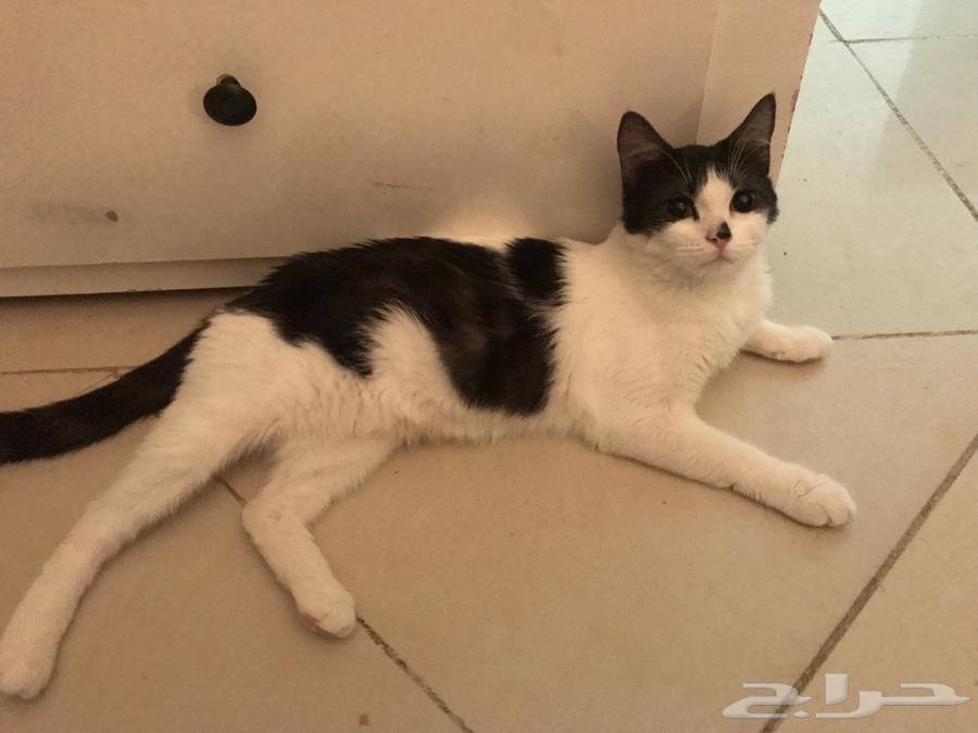 Cat for adoption in Jeddah64146696518273110