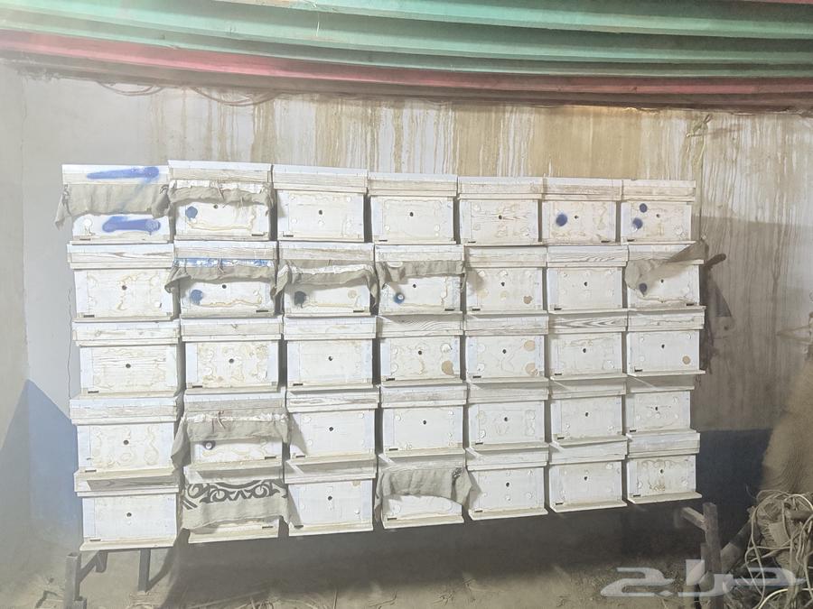 خلاياء فرنجي للبيع64481558401411111