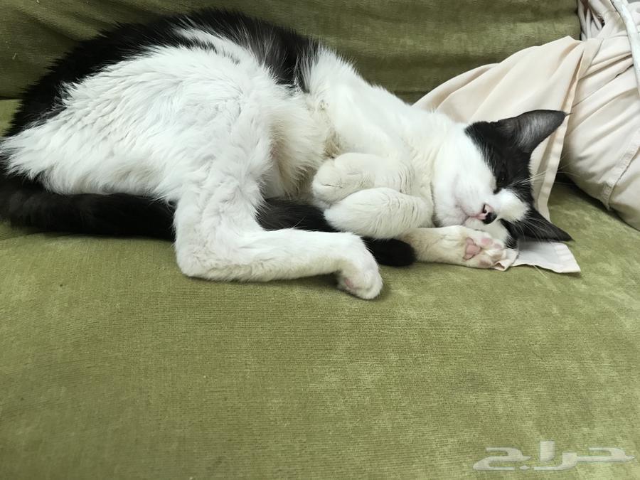 Cat for adoption in Jeddah64146696518273113