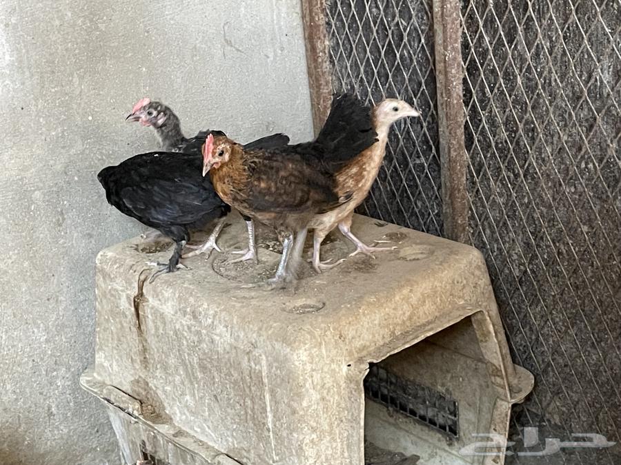 Local chicken, two months old.64481100794113111