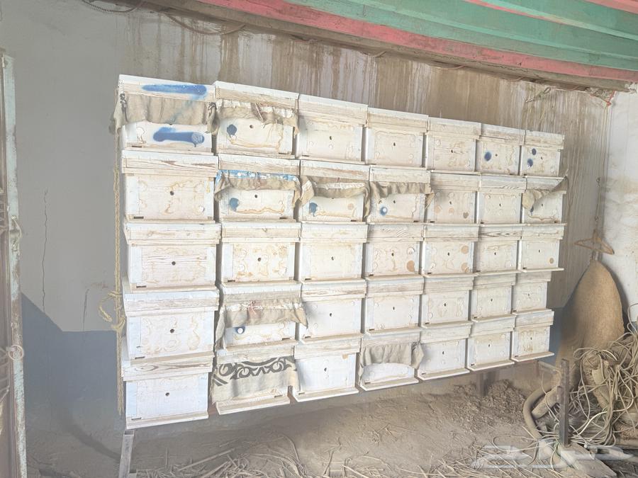 خلاياء فرنجي للبيع64481558401411113