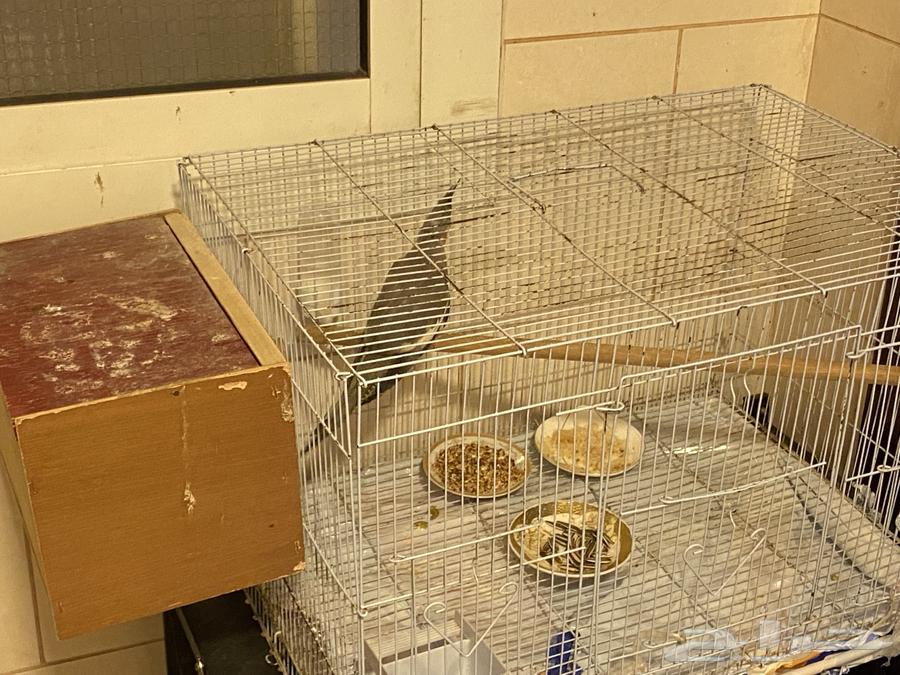 تم البيع الله يبارك له64483487278593112