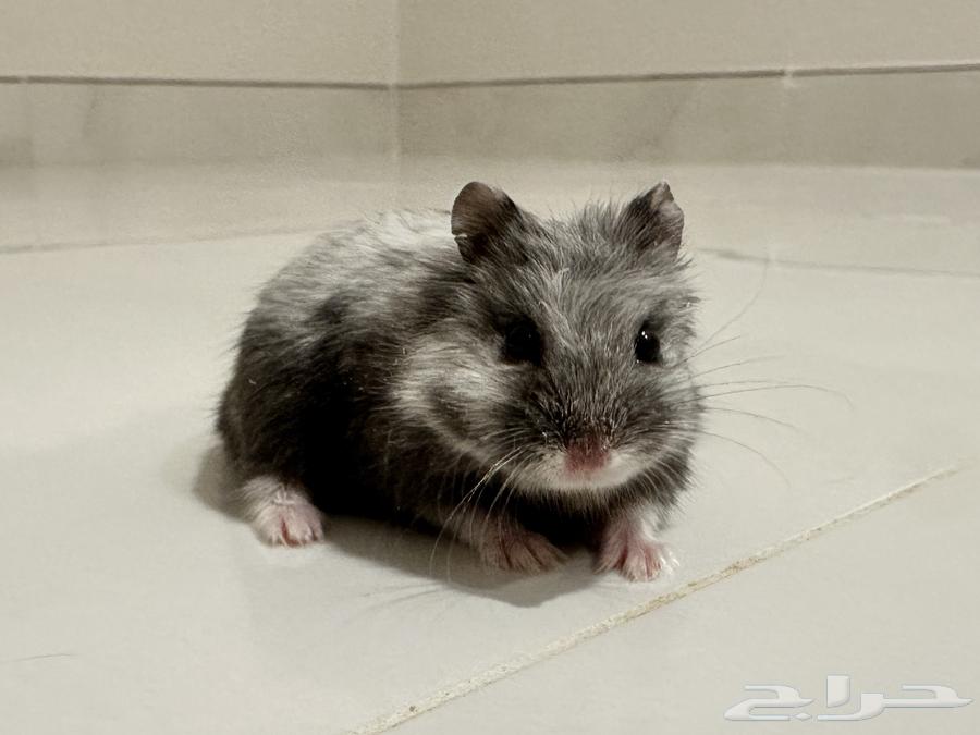 Winter White Dwarf Hamster winter white dwarf hamster64479563433218110