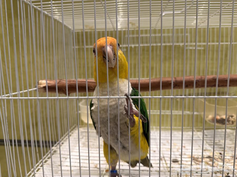 ذكر كايك ويت بيلي للإنتاج64483798795779111