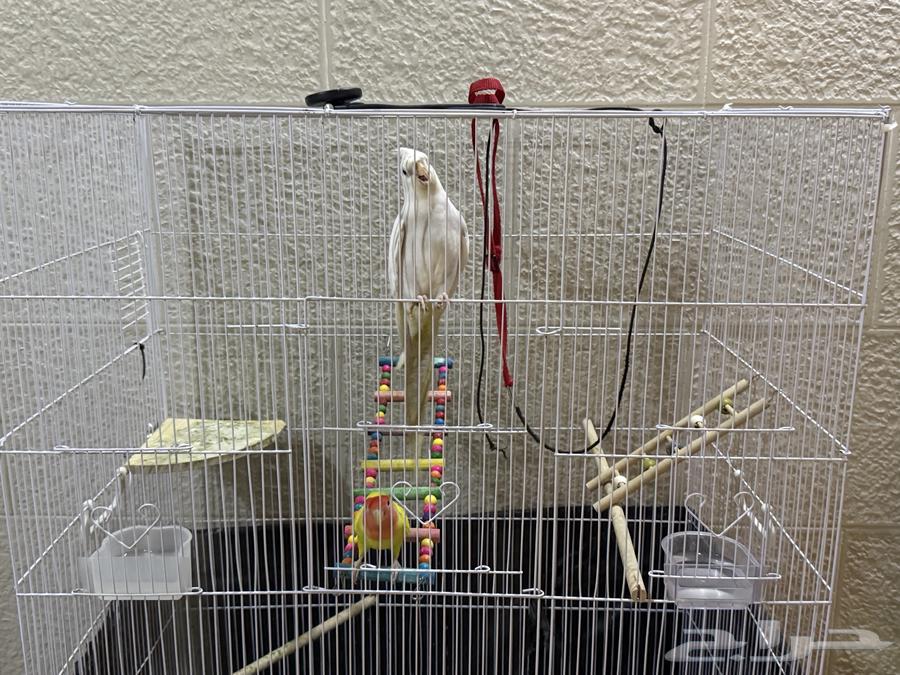 كروان وروز للبيع64482390436865110