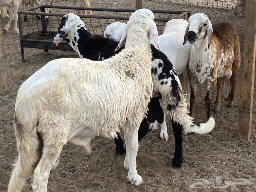 طليان دمازين مرابي64482200290689111