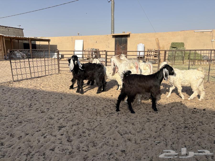 8 goats and sheep totaling 84064484813987457112