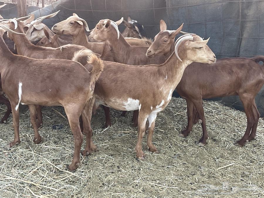 معزا محايليات دفيع منوة القاني تبارك الرحمن.. تم البيع64484772907010110