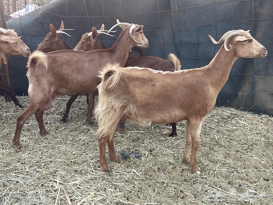 معزا محايليات دفيع منوة القاني تبارك الرحمن.. تم البيع64484772907010114