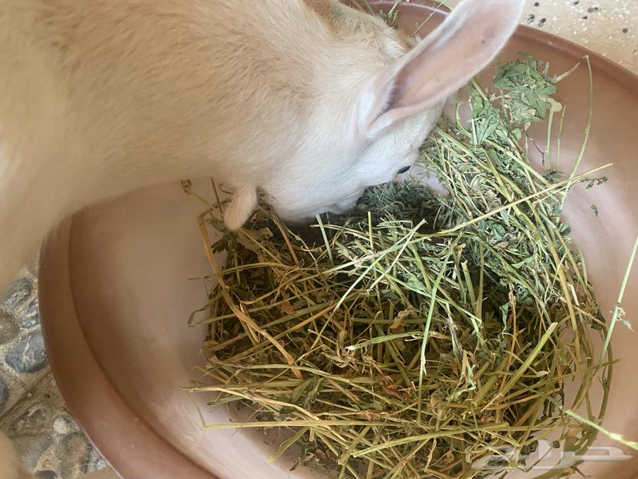 Dwarf Goat64482741670401113