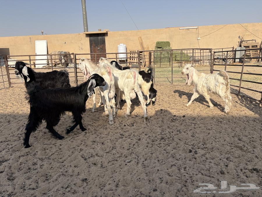 8 goats and sheep totaling 84064484813987457110