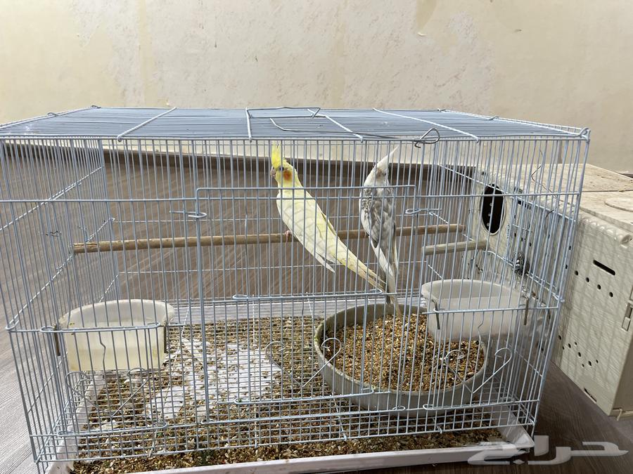 Crown pair for sale for 450, has produced a chick and died, currently has two eggs64483164486530110