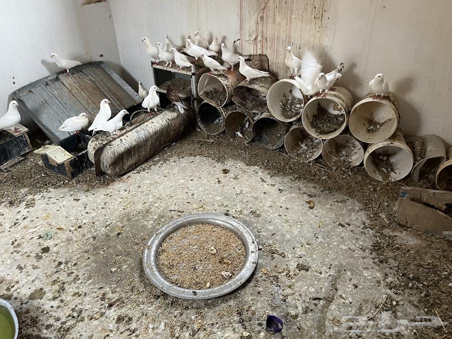 حمام جامبو فرنسي64480744454786113