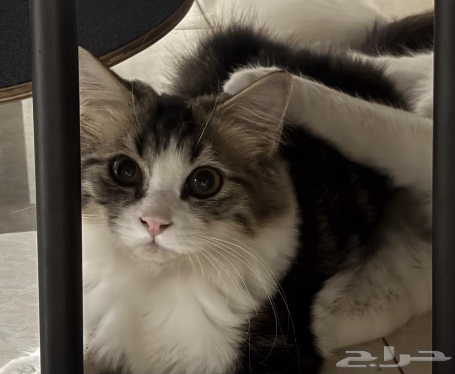 قطط للبيع Persian cat64482606820739110