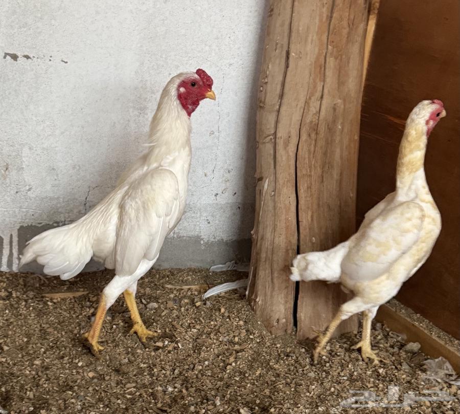 Dwarf Kochamo Chicken (Sold)64482837077635113