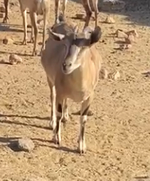 عنز هجين وعل(تم البيع)64481518154754110