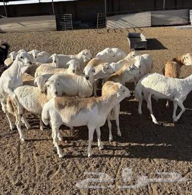 طليان رفيدي تربيه لأهل الكشتات والثلاجة64479976203906110