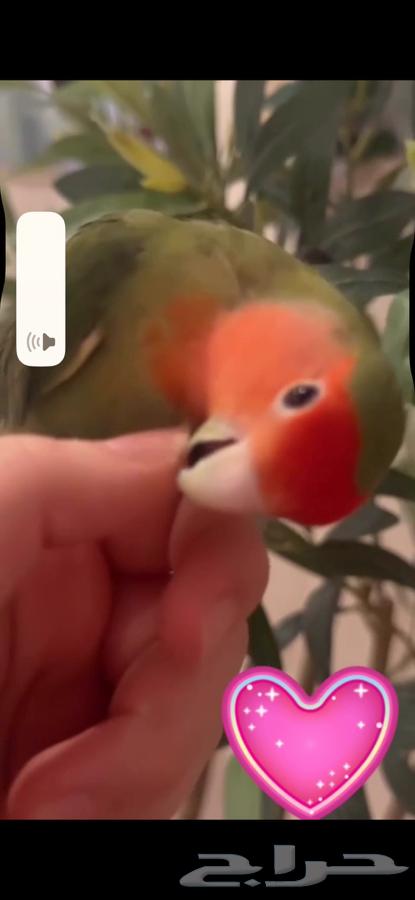 عصافير روز أليفين64484088926083110