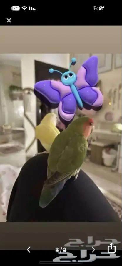 عصافير روز أليفين64484088926083111