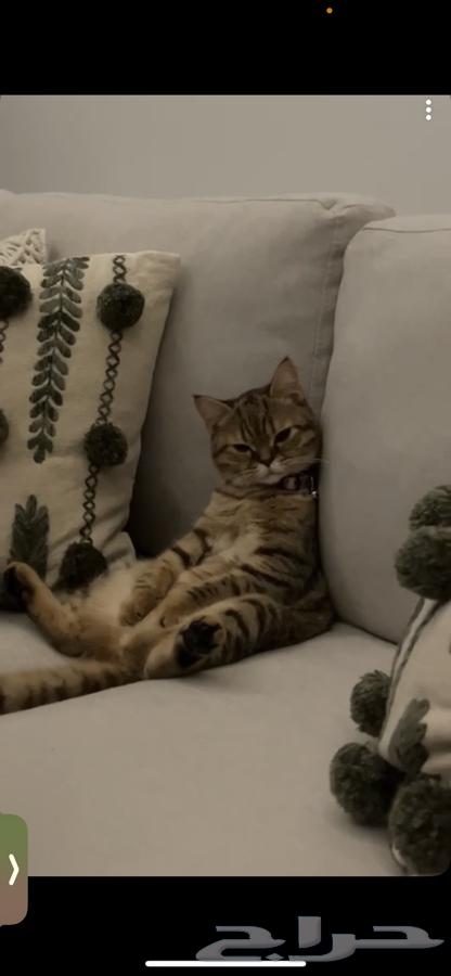 قطه للبيع64484538879107110
