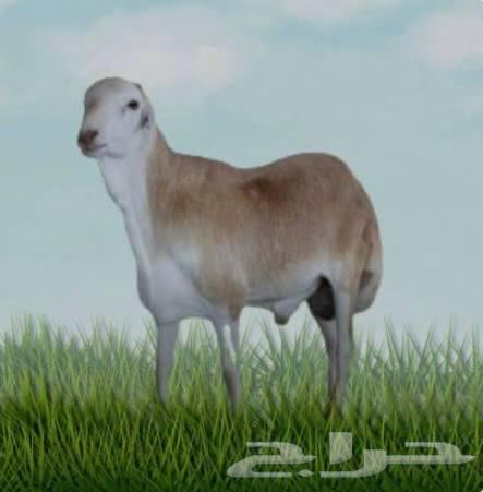 طليان رفيدي تربيه لأهل الكشتات والثلاجة64479976203906114